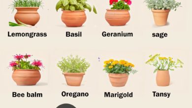 14 Plants That Repel Mosquitoes