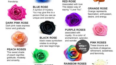 12 Rose Color Meanings You Should Know Before You Buy