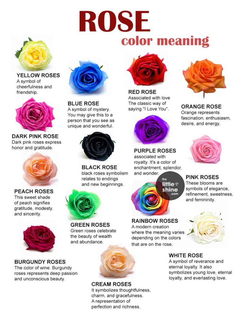 12 Rose Color Meanings You Should Know Before You Buy - The Little Shine