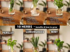 10 Herbs with Health and beauty Benefits