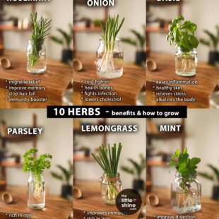 10 Herbs with Health and beauty Benefits