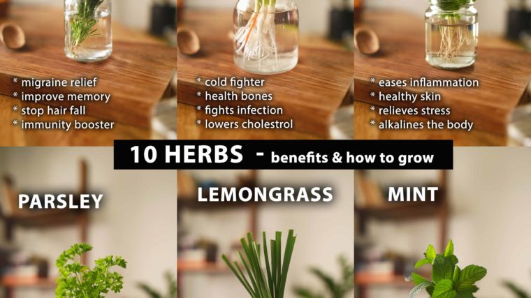 10 Herbs with Health and beauty Benefits
