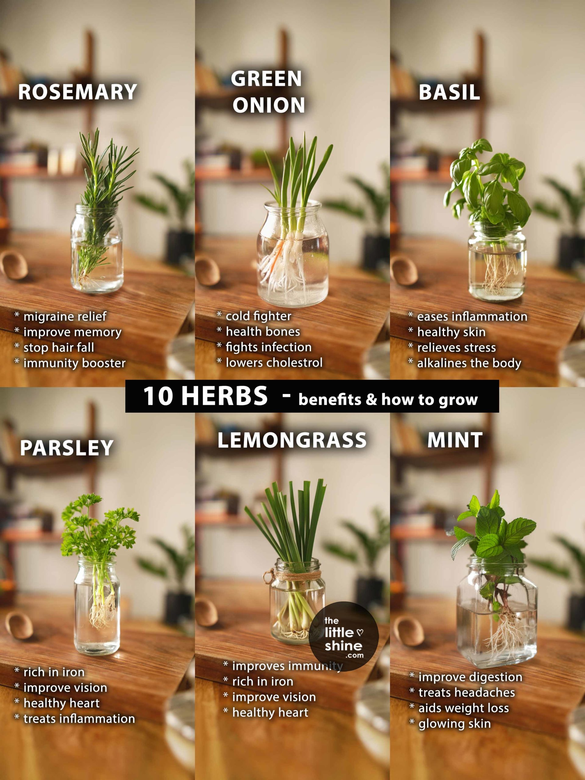 10 Herbs with Health and beauty Benefits