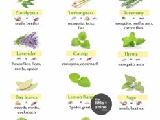 Herbs That Repel Bugs and How to Use