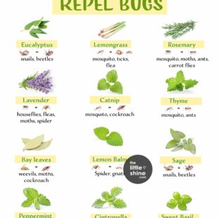 Herbs That Repel Bugs and How to Use