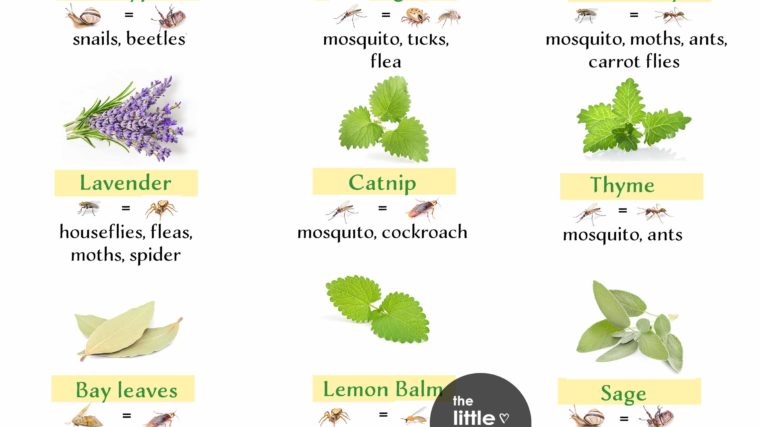 Herbs That Repel Bugs and How to Use
