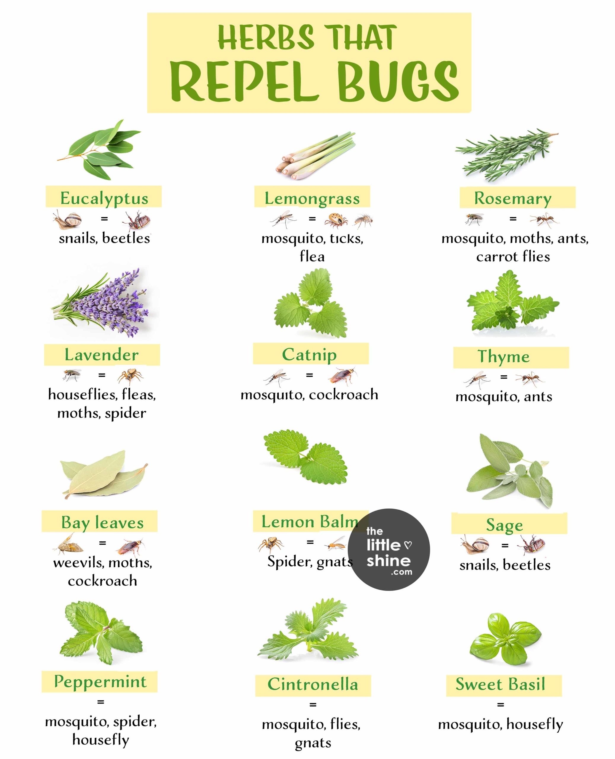 Herbs That Repel Bugs and How to Use