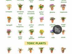 Plant Guide for Pet Owners