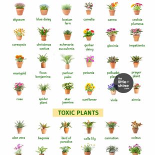 Plant Guide for Pet Owners