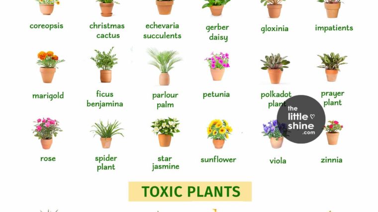 Plant Guide for Pet Owners