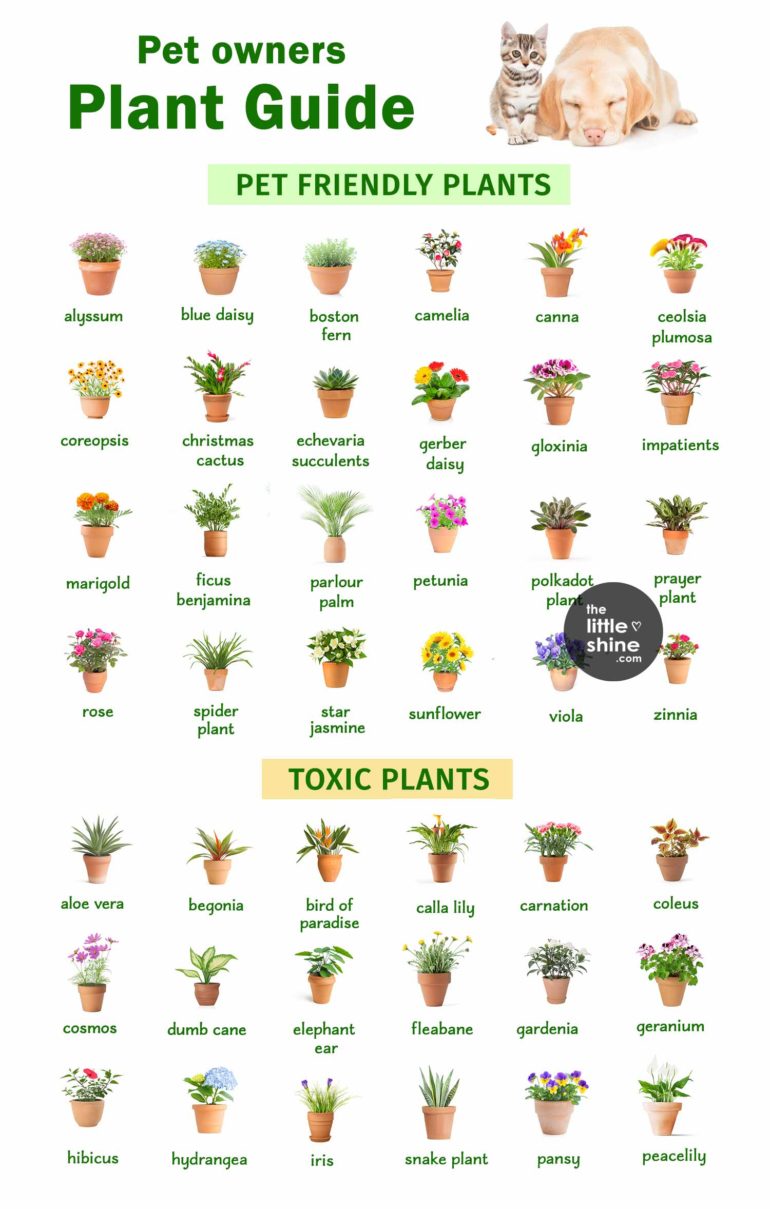 Plant Guide For Pet Owners The Little Shine Plant Guide For Pet Owners The Little Shine