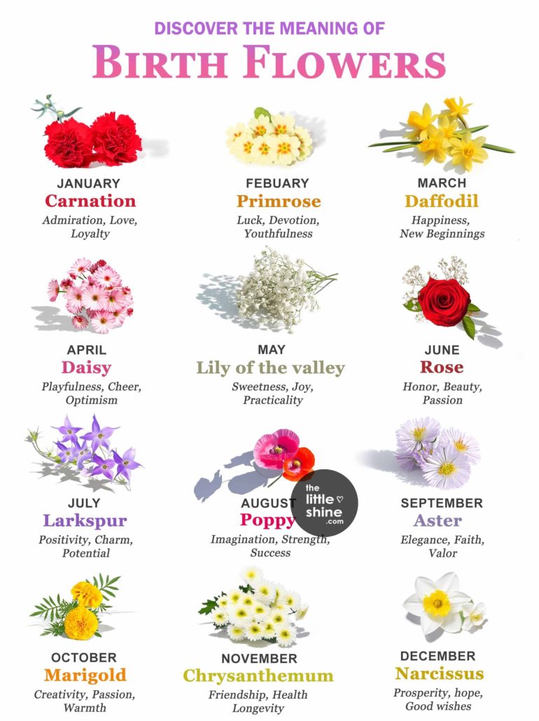 Birth Flowers by Month and Their Meanings - The Little Shine