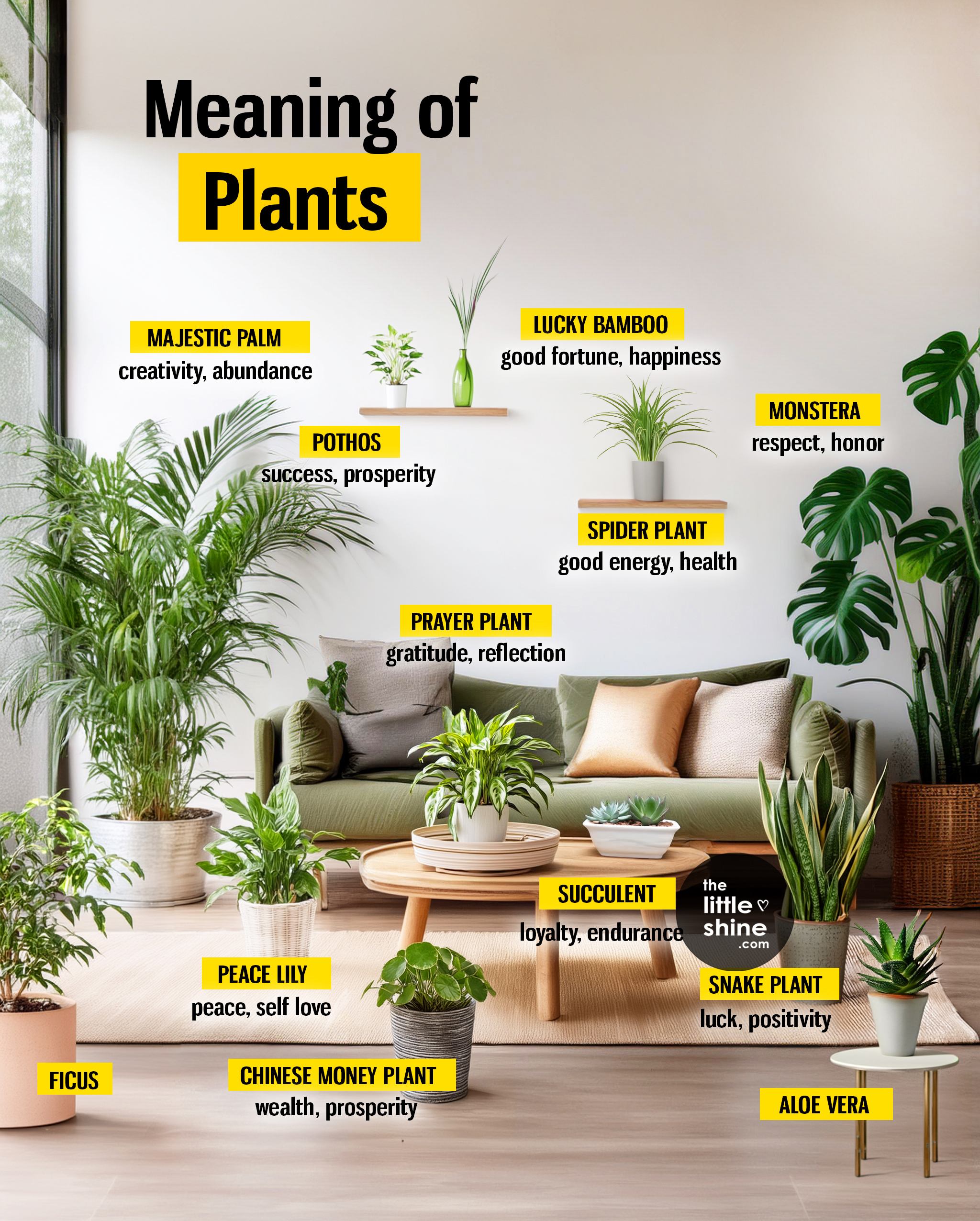 Common Houseplants: Symbolism| What Plants Mean