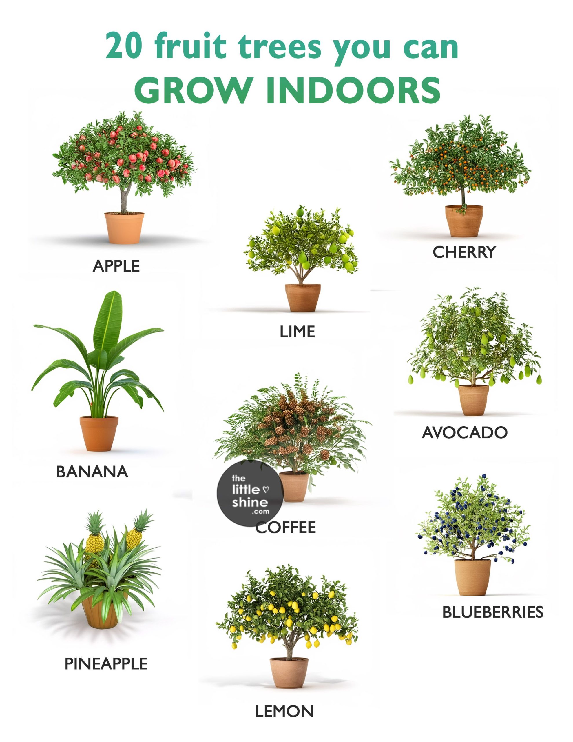 20 Fruit Trees You Can Grow Indoors