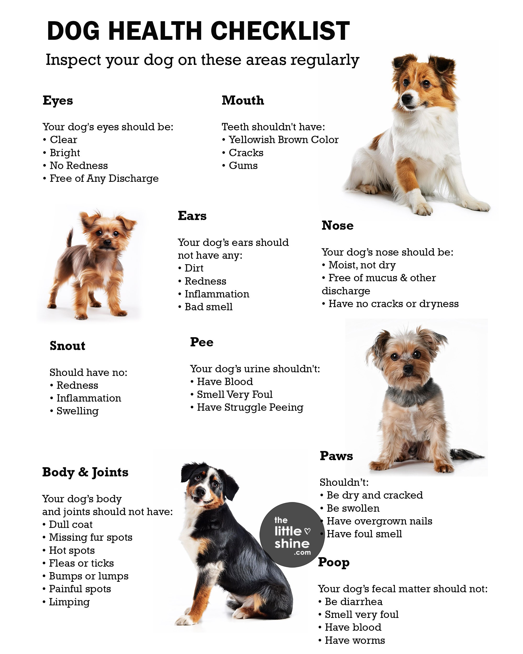 Essential Dog Health Checklist