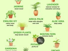 Natural Healing Plants