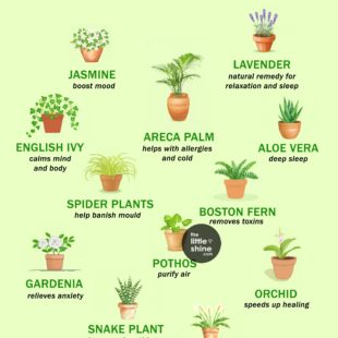 Natural Healing Plants