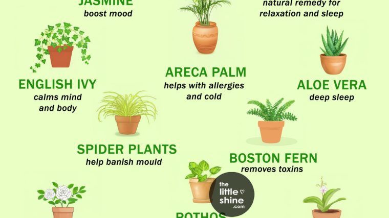 Natural Healing Plants