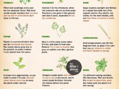 Grow Your Kitchen Garden| Month-Wise Guide, Tips and More