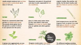 Grow Your Kitchen Garden| Month-Wise Guide, Tips and More