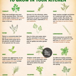 Grow Your Kitchen Garden| Month-Wise Guide, Tips and More