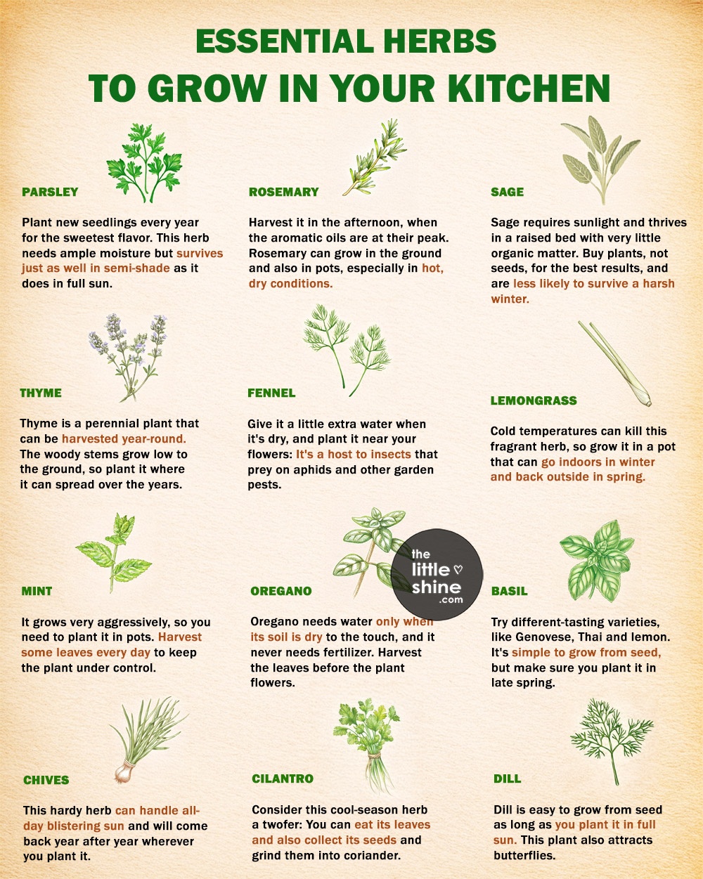 Grow Your Kitchen Garden| Month-Wise Guide, Tips and More