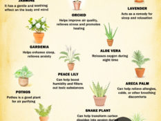 Best Plants to Keep in the Bedroom