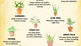 Best Plants to Keep in the Bedroom