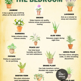 Best Plants to Keep in the Bedroom