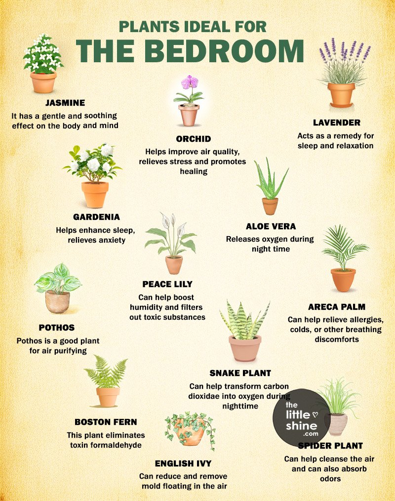 Best Plants to Keep in the Bedroom