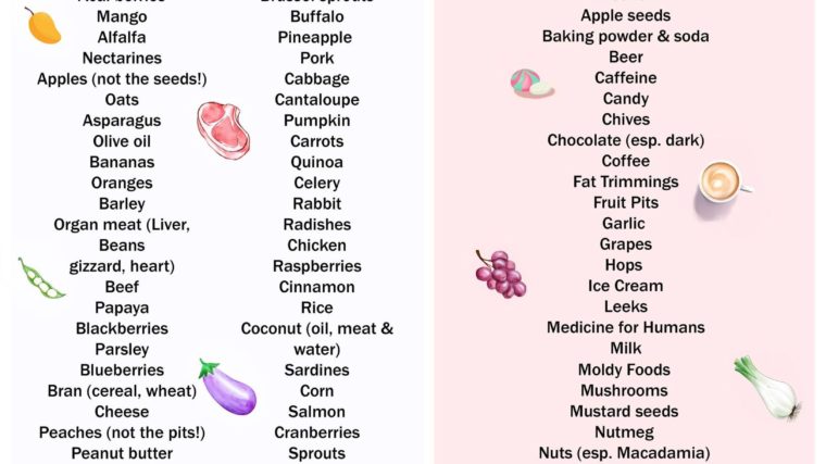 What Can Dogs Eat? | Good Foods, Toxic Foods, Foods to Avoid