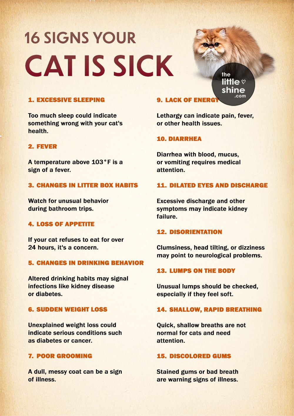 Signs Your Cat Is Sick