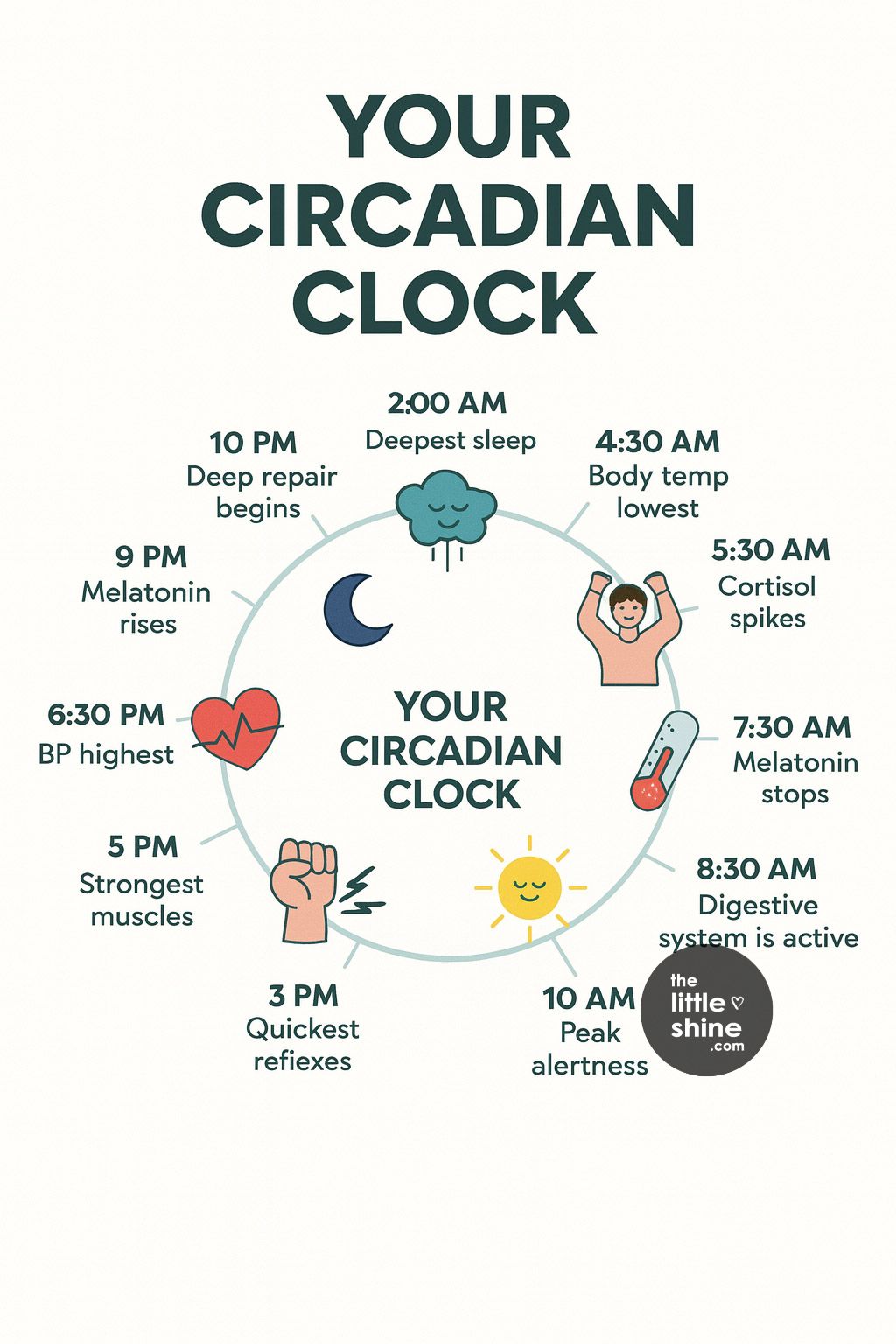 Understanding Circadian Rhythm: Your Body’s Internal Clock