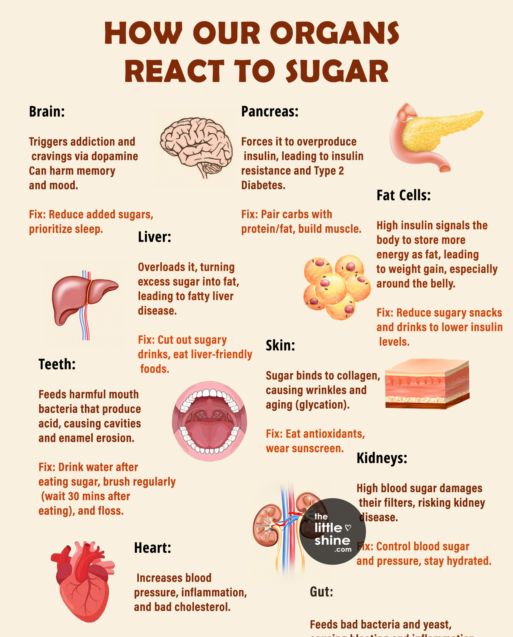 How Your Organs & Tissues React to Sugar