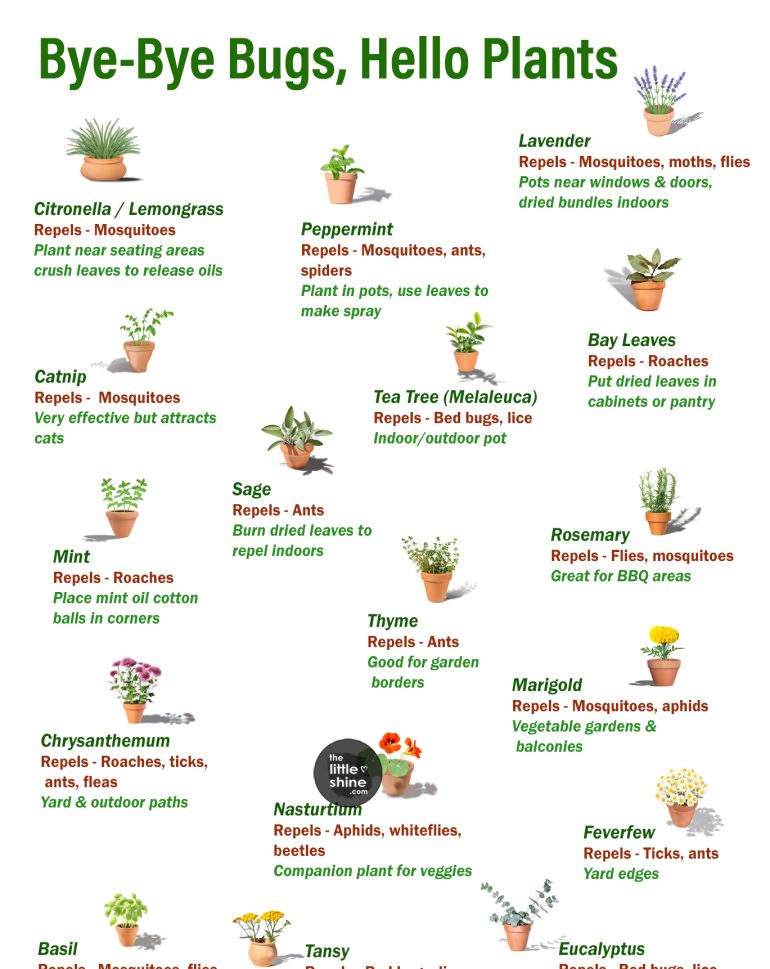 Plants That Naturally Repel Bugs: A Complete Guide - The Little Shine