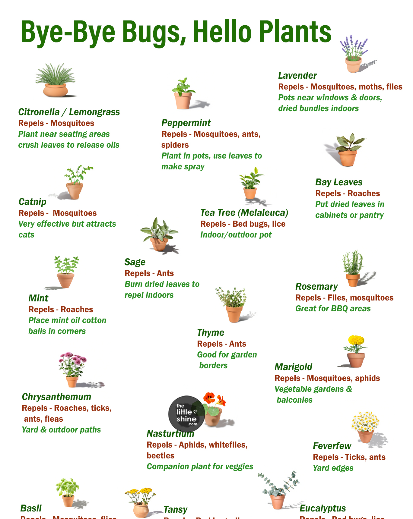 Plants That Naturally Repel Bugs: A Complete Guide