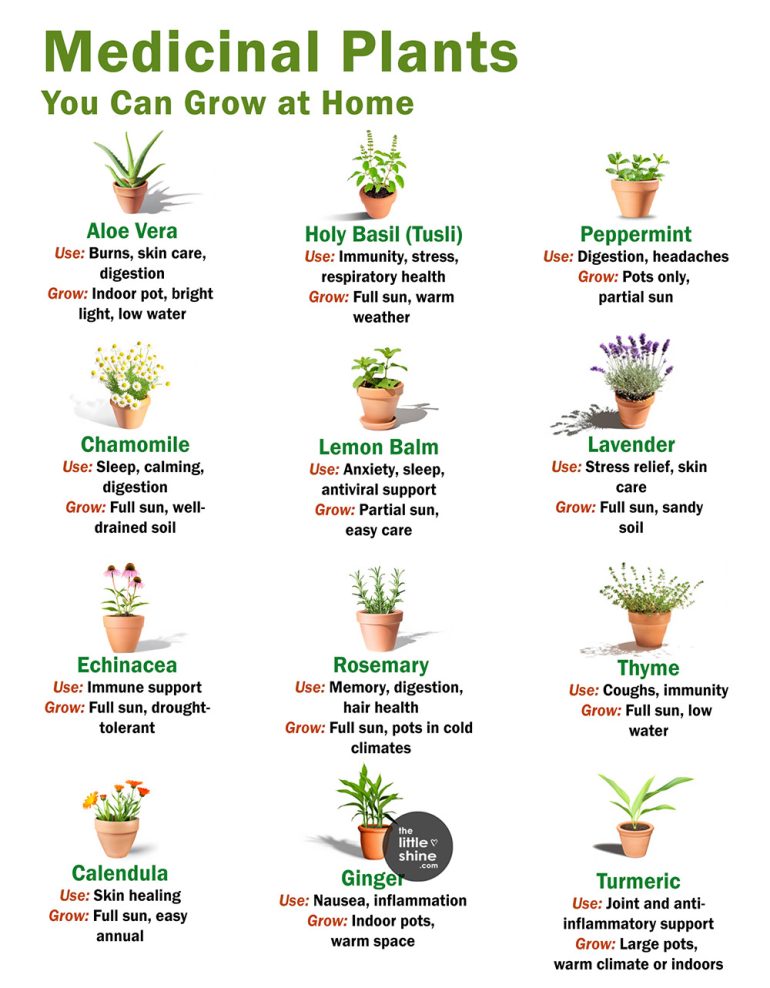 Medicinal Plants You Can Grow at Home - The Little Shine