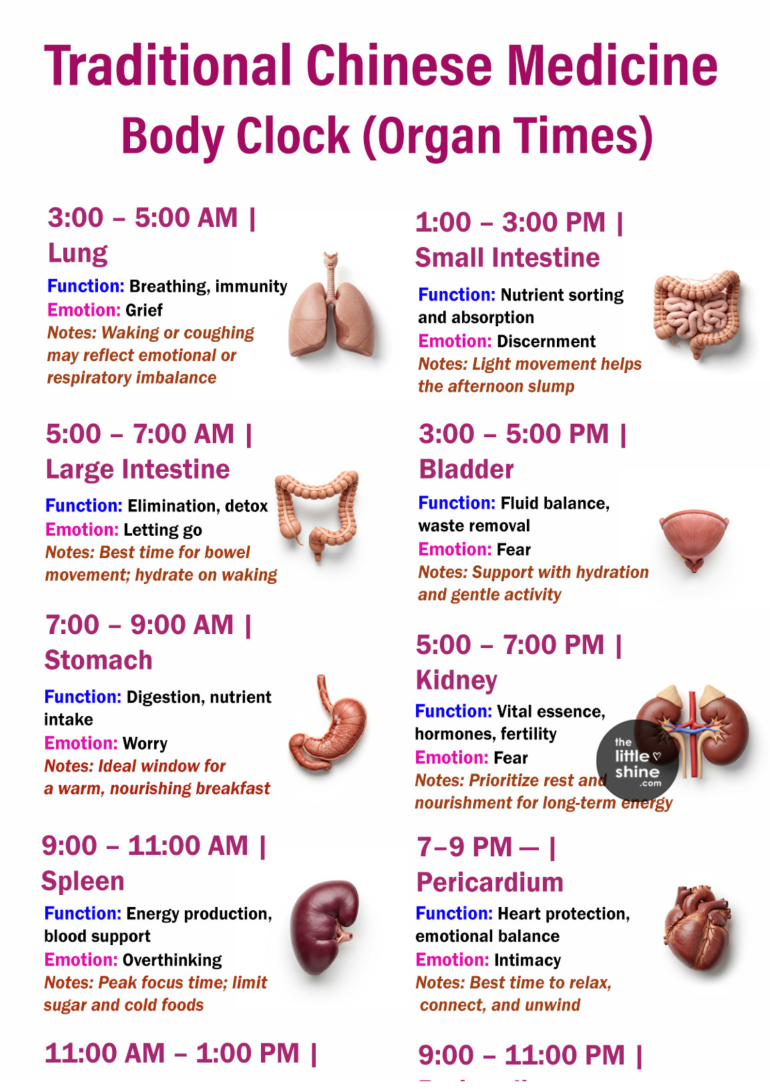 The Body Clock in Traditional Chinese Medicine (TCM) - The Little Shine