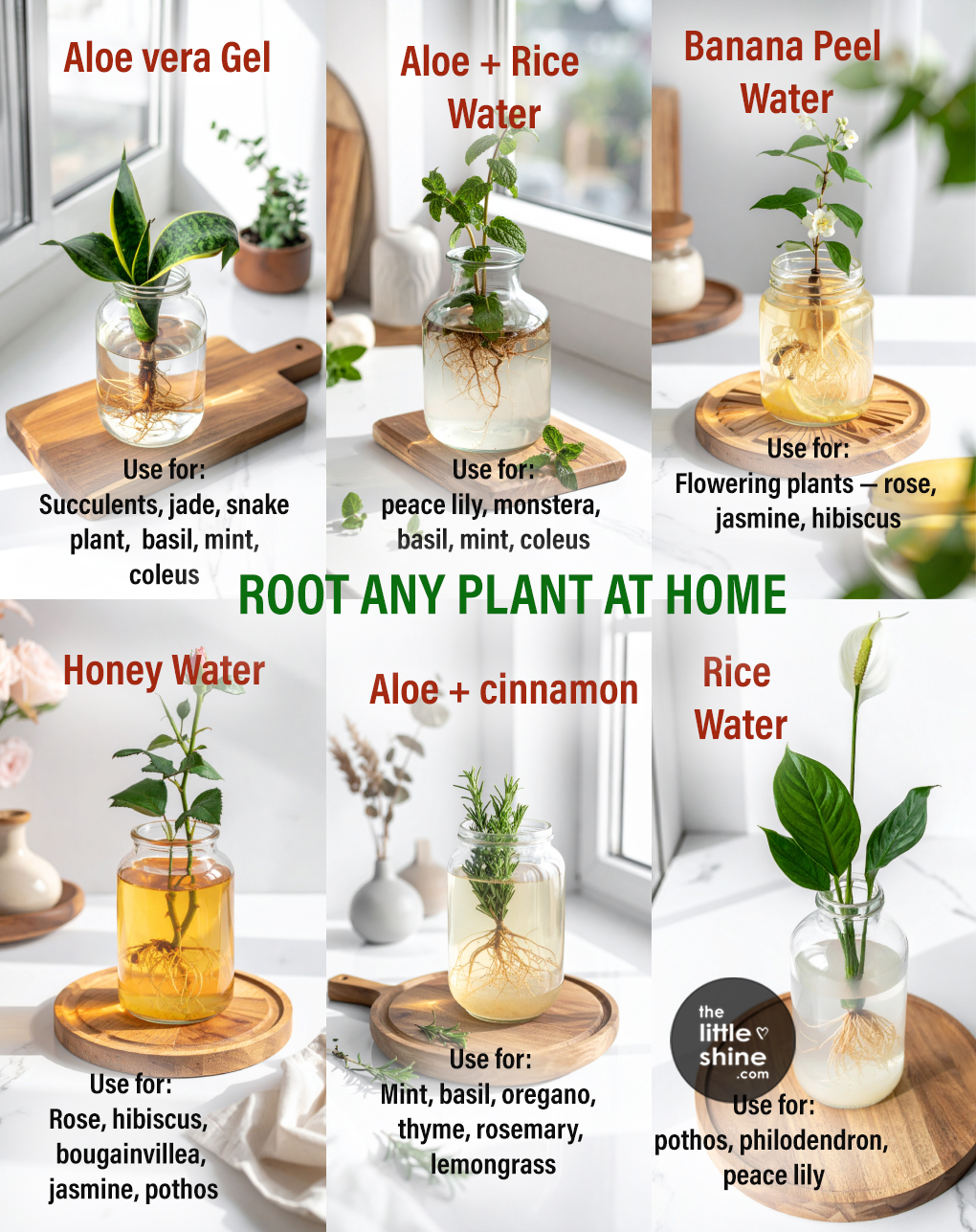 🌱 How to Root Almost Any Plant at Home (Simple Soaking Methods That Actually Work)
