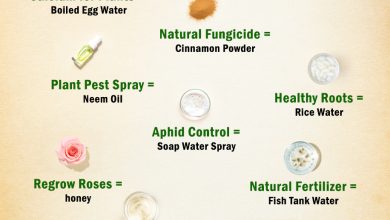 🌱 Smart Garden Hacks That Actually Help Your Plants Thrive