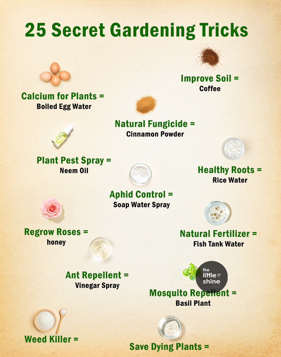 🌱 Smart Garden Hacks That Actually Help Your Plants Thrive