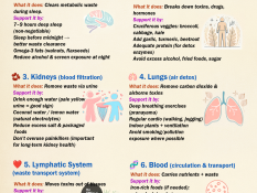 Full Body Detox: How to Support Every Organ Naturally (The Right Way)