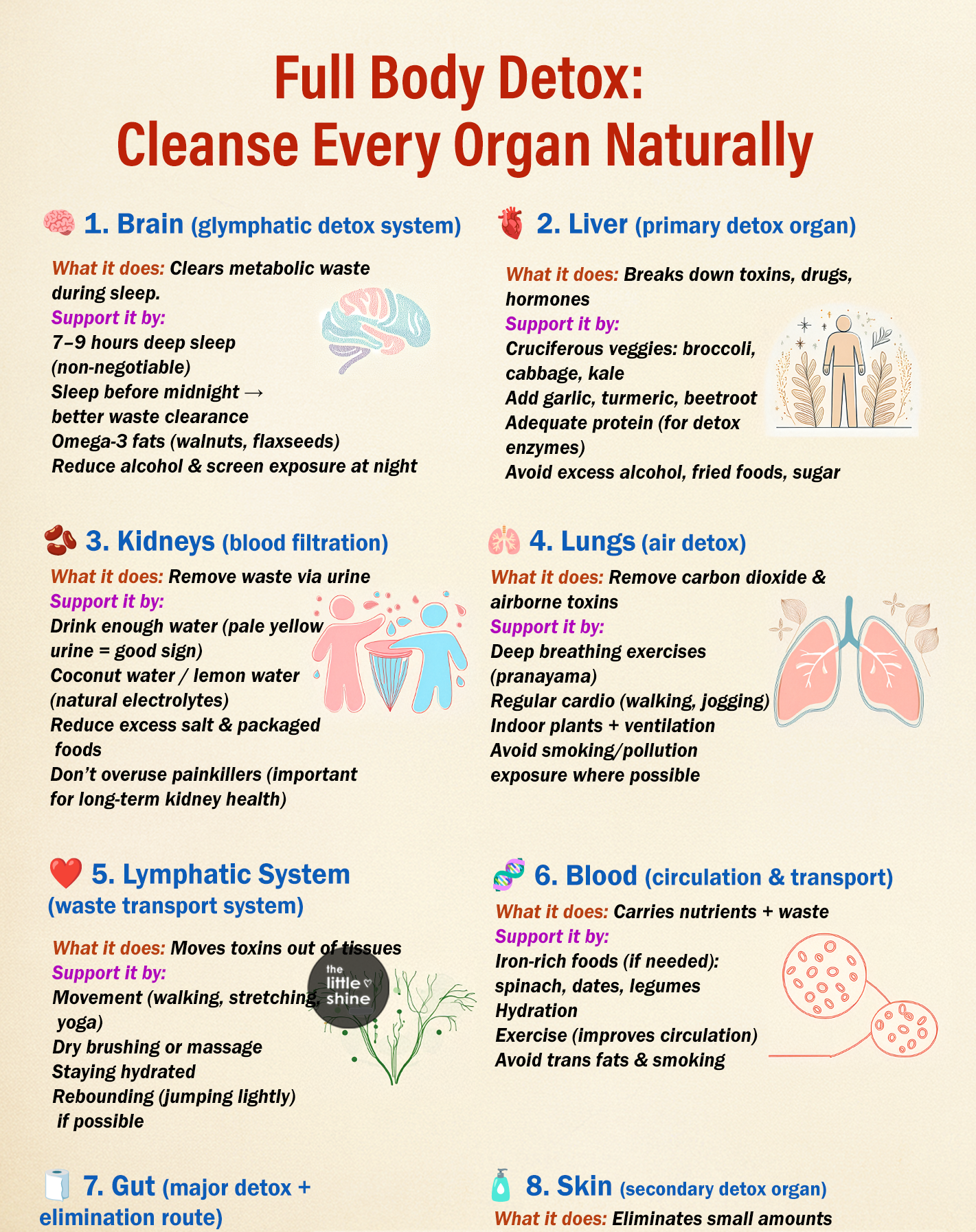 Full Body Detox: How to Support Every Organ Naturally (The Right Way)