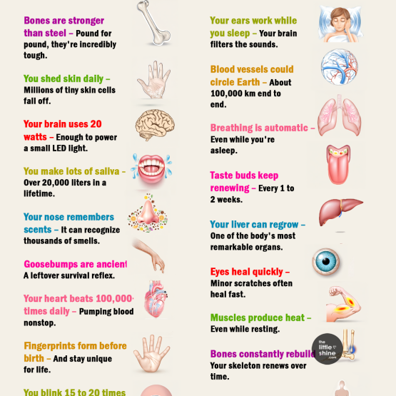 Weird Facts About Your Body That Are Actually True