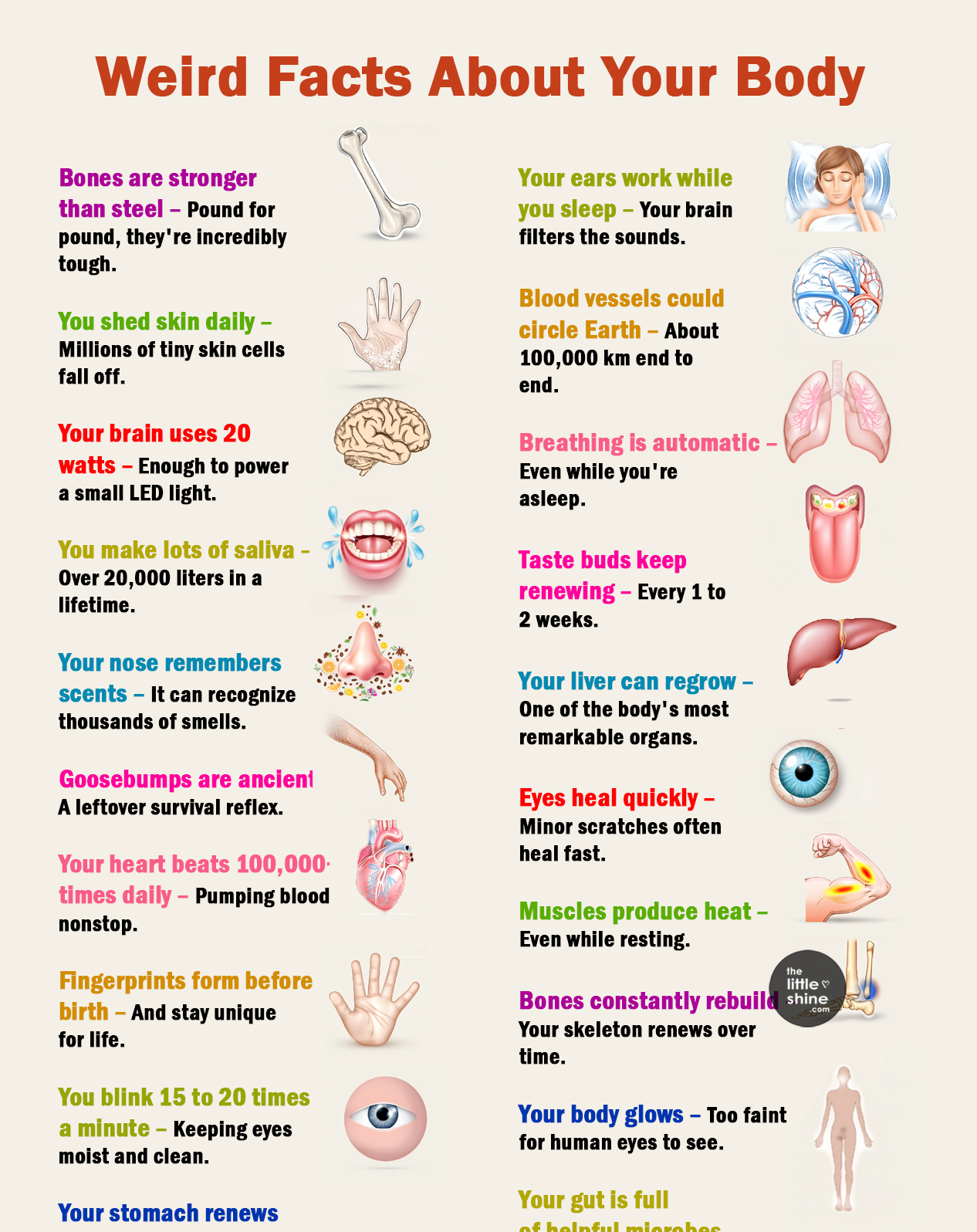 Weird Facts About Your Body That Are Actually True