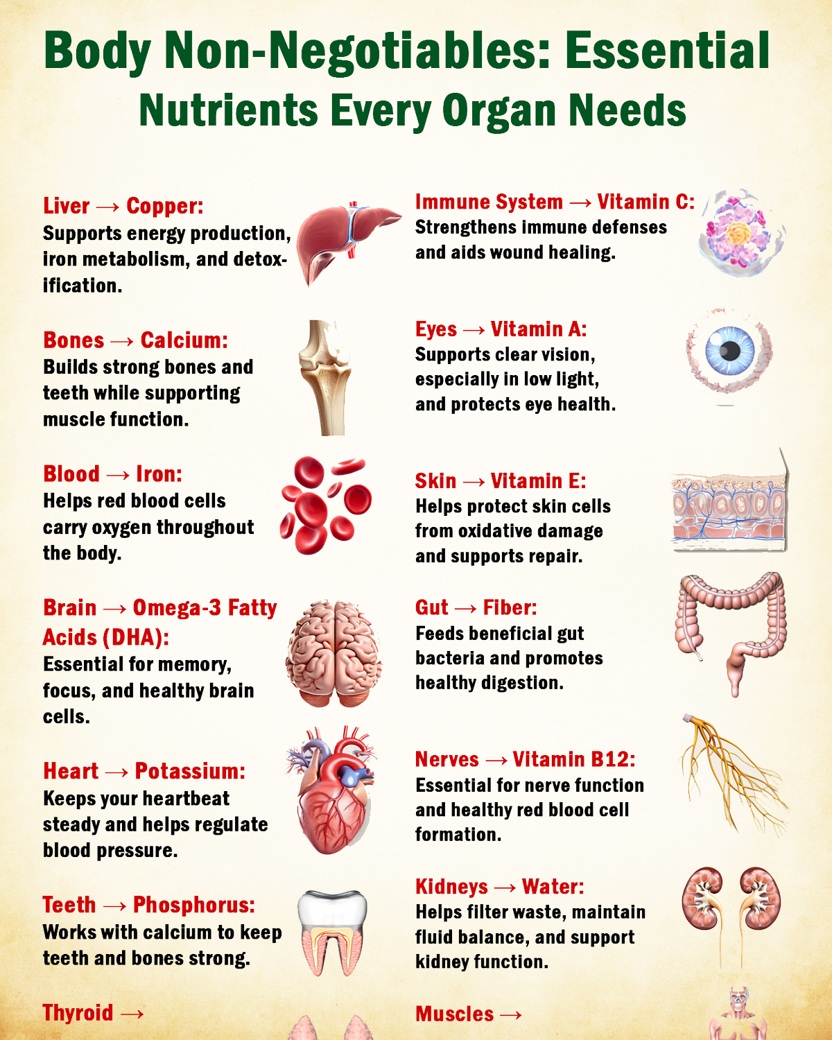 Body Non-Negotiables: Essential Nutrients Every Organ Needs