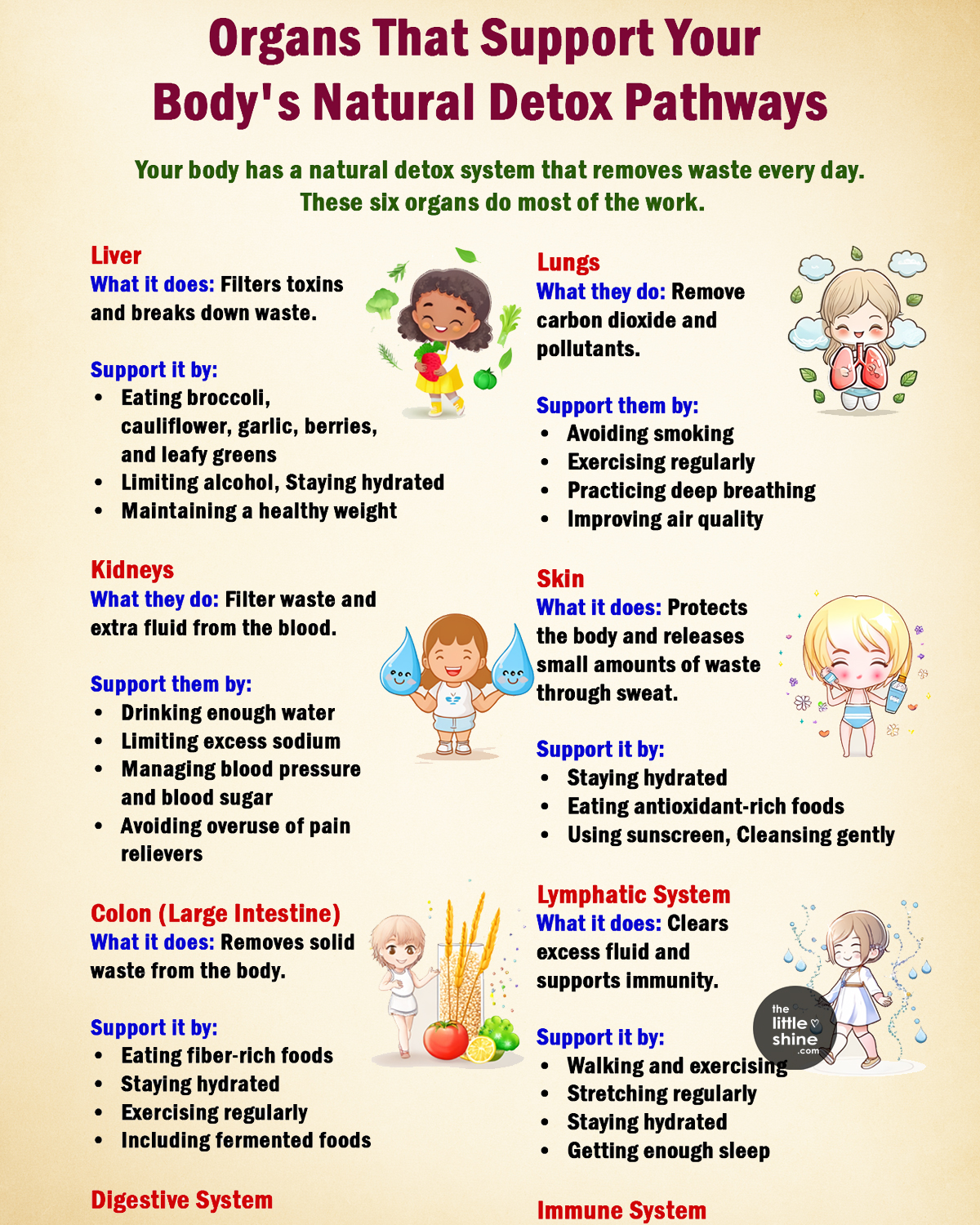 Your Body's Natural Detox System: The Organs That Keep You Healthy