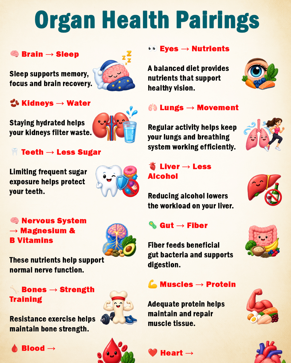Organ Health Pairings: Simple Habits That Support Your Whole Body